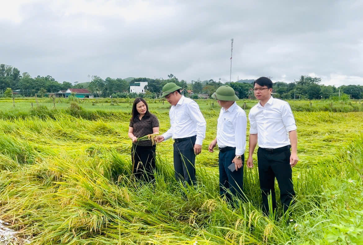 Sơn Giang: Mưa dông gây thiệt hại hơn 26 ha cây trồng vụ Xuân