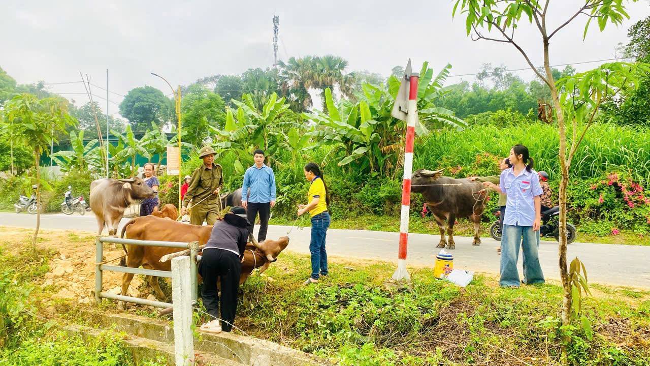 Sơn Giang: Quyết liệt thực hiện chỉ tiêu tiêm phòng gia súc, gia cầm đợt 1