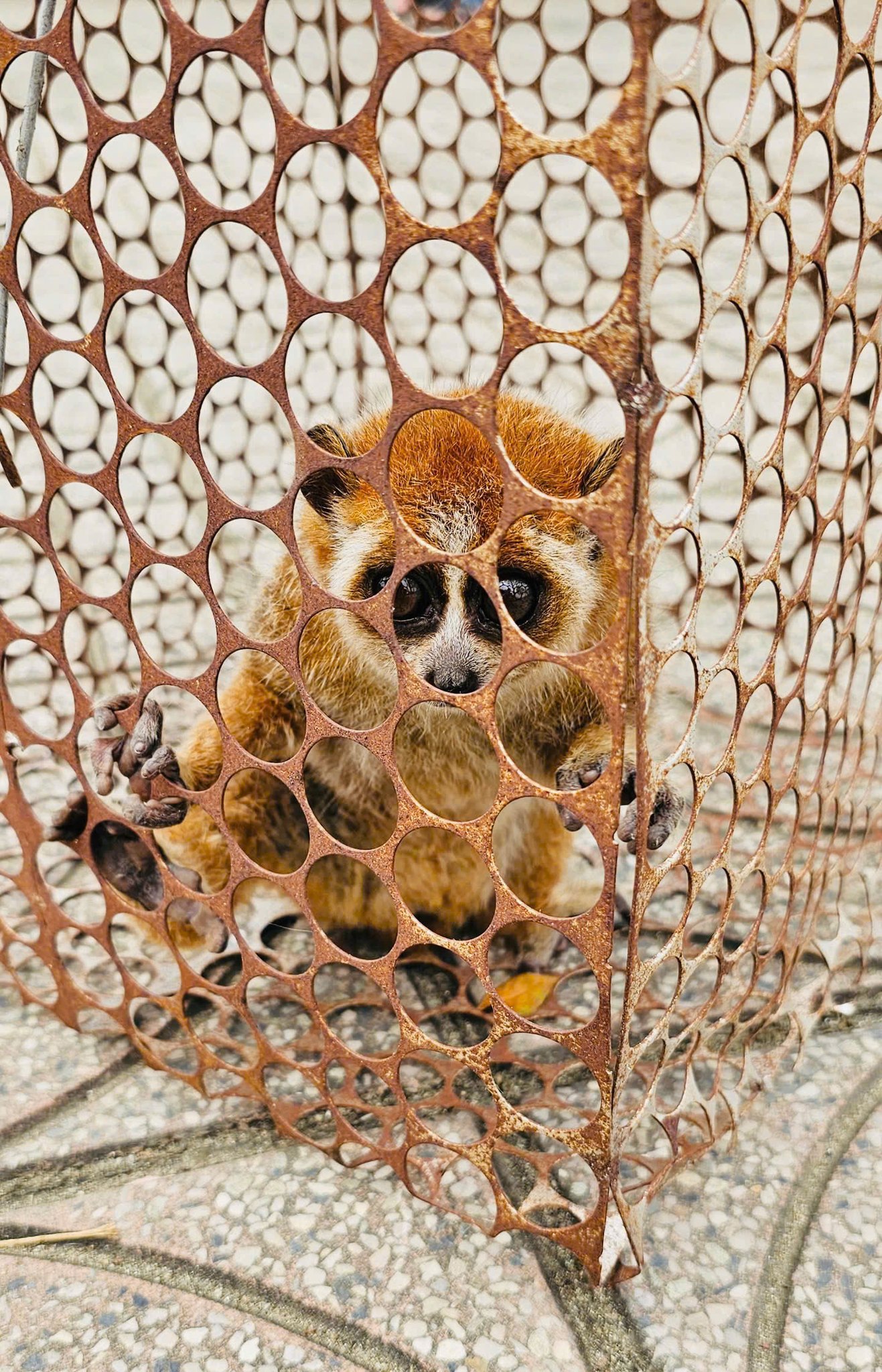 Người dân thôn Lâm Đồng bàn giao cá thể Culi quý hiếm