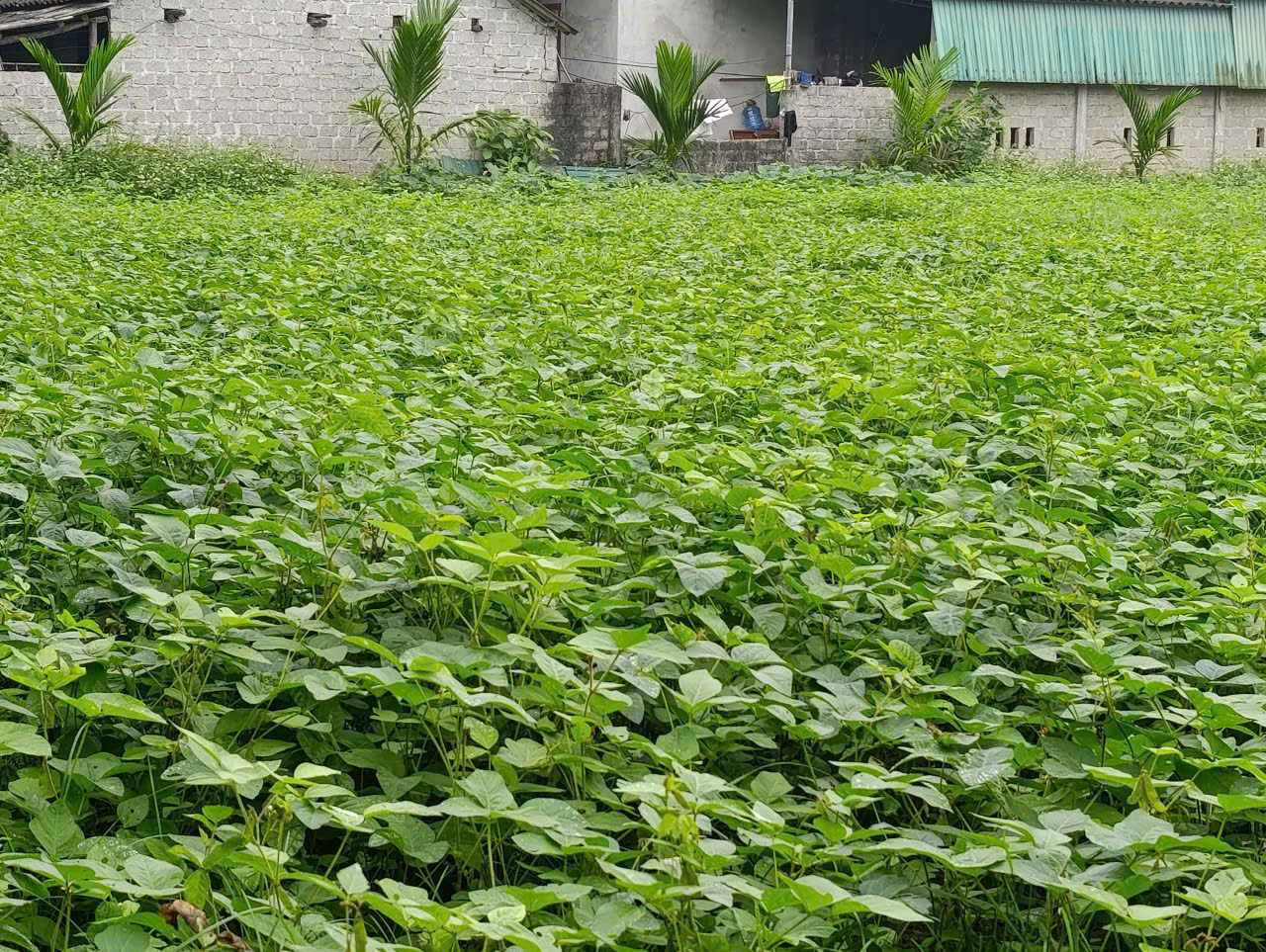 Phụ nữ Sơn Giang thử nghiệm trồng đậu tương rau, mở hướng phát triển kinh tế mới