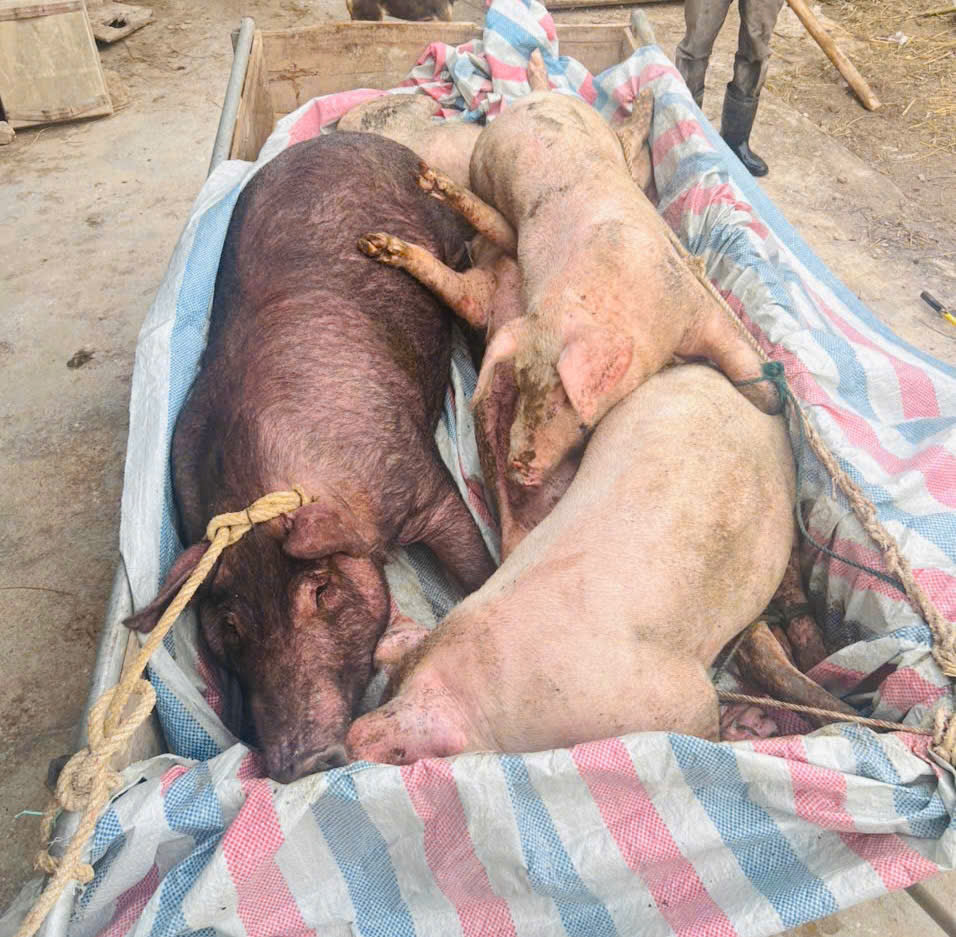 SƠN GIANG: TẬP TRUNG CAO ĐỘ KIỂM SOÁT, NGĂN CHẶN DỊCH TẢ LỢN CHÂU PHI LÂY LAN