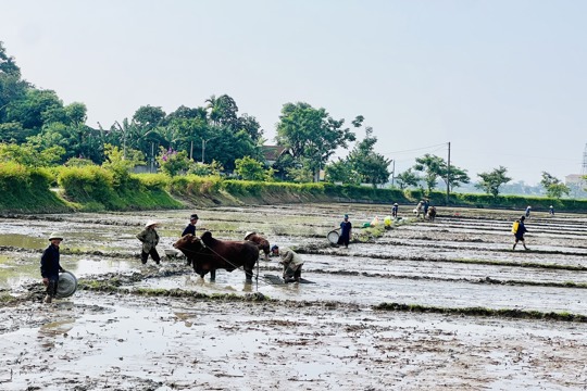 Nông dân Sơn Giang tập trung xuống giống lúa hè thu đúng khung thời vụ