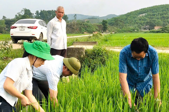 Chủ tịch UBND xã Sơn Giang kiểm tra, chỉ đạo phòng trừ dịch hại trên lúa vụ Xuân